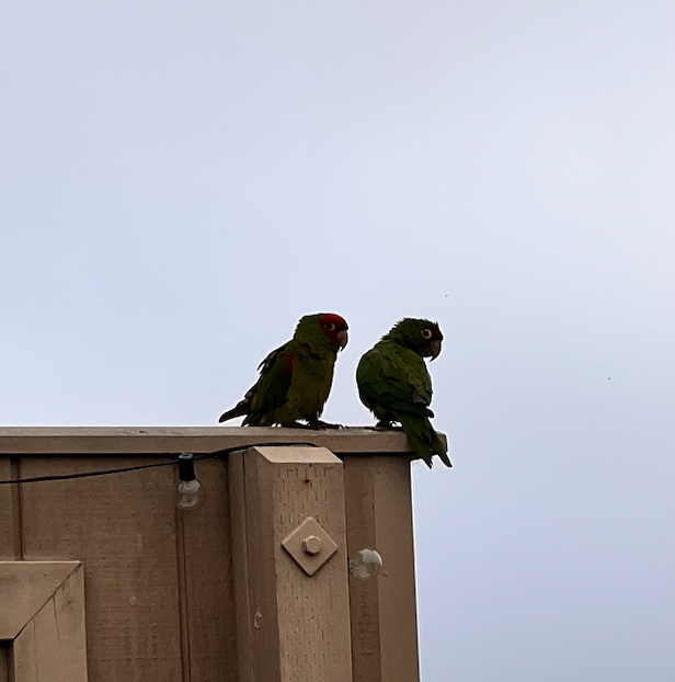 Red-masked parakeet