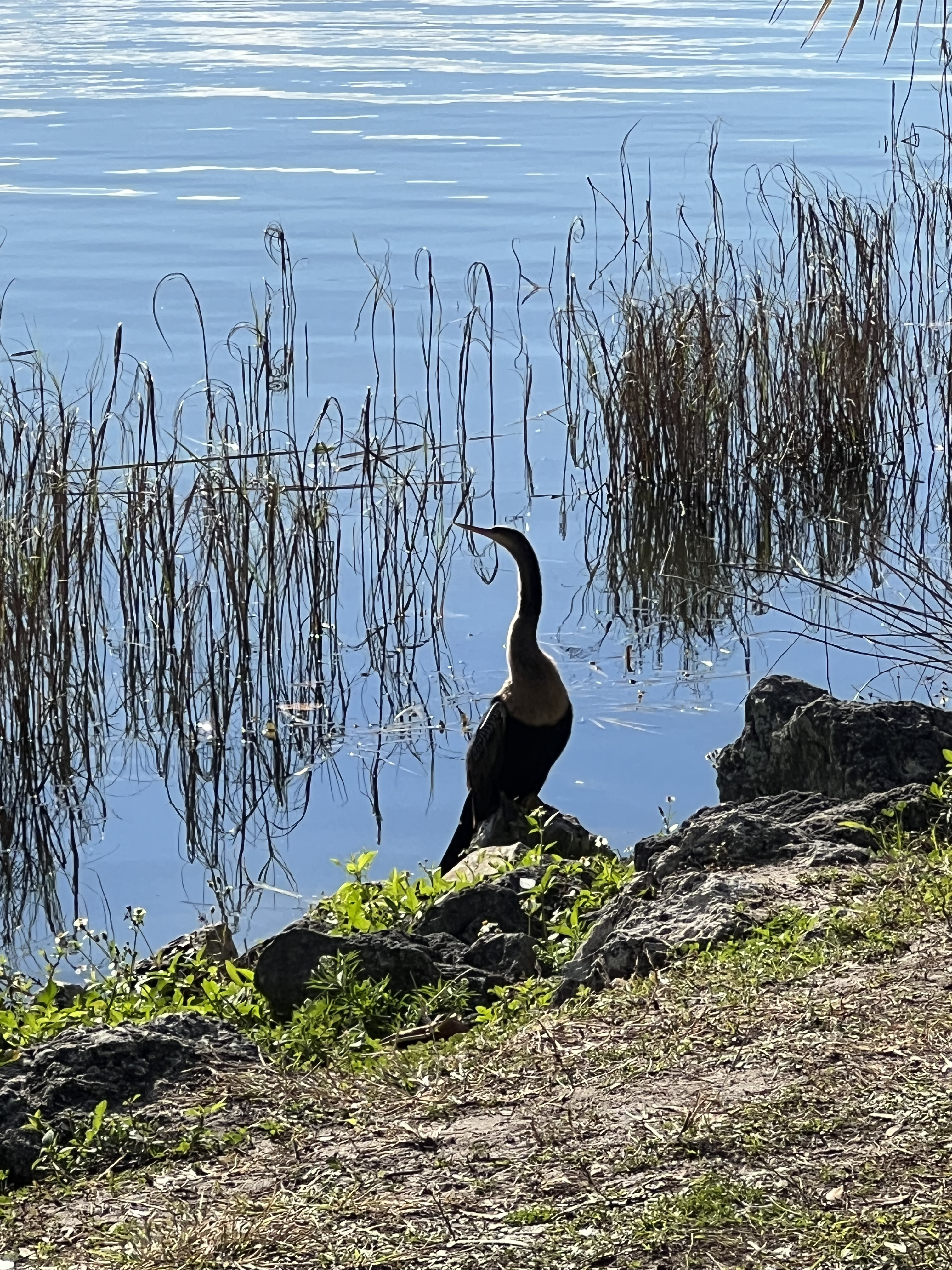 Anhinga