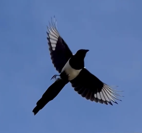Black-billed magpie