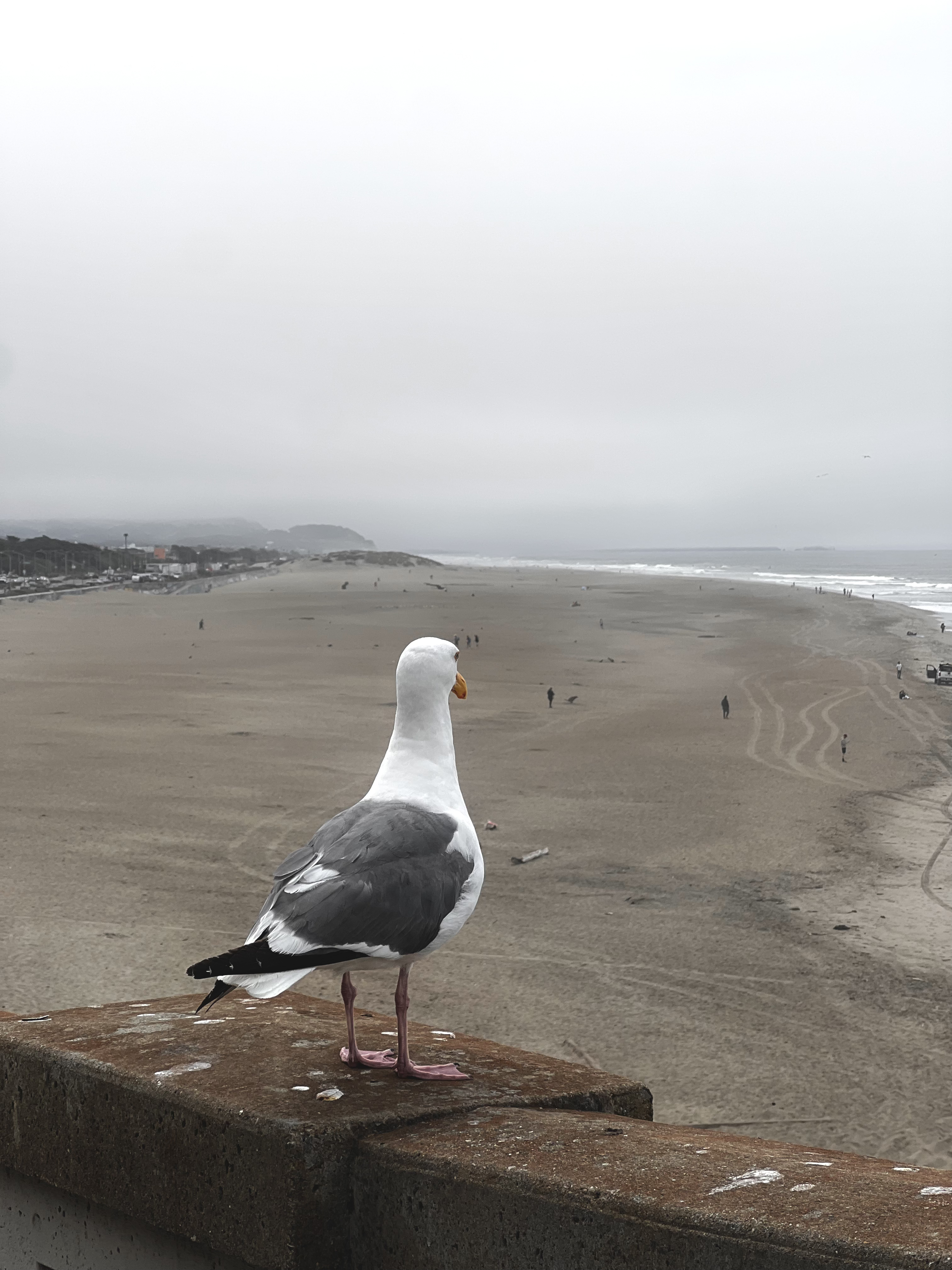 California gull