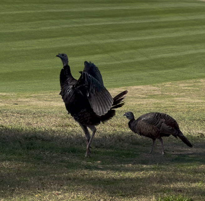 Osceola wild turkey