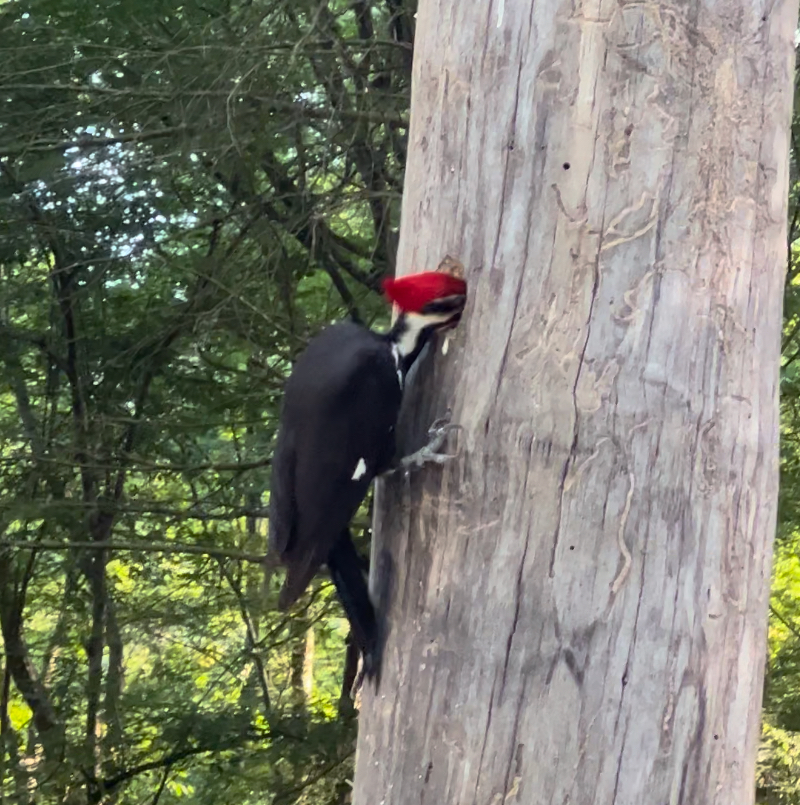Pileated woodpecker