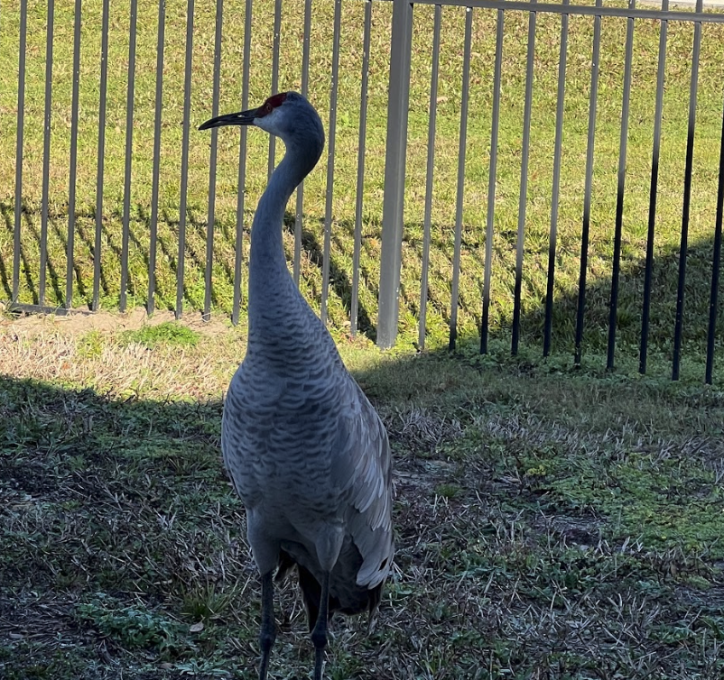 Florida sandhill crane